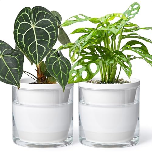 D'vine Dev Self-Watering White Terracotta Planter, 6 in, 2-Pack, 37-Y-B-2 by DvineDevPlanterPotsandStand