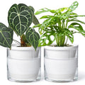 D'vine Dev Self-Watering White Terracotta Planter, 6 in, 2-Pack, 37-Y-B-2 by DvineDevPlanterPotsandStand