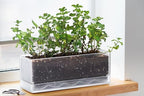 D'vine Dev Rectangular Planter, 12 x 4.5 in, Clear, Set of 1, 76-X-D-1 - Image 3