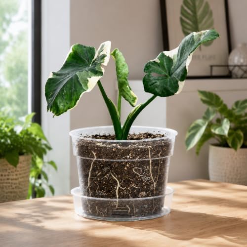 6 Inch Clear Plastic Plant Pot with Drainage Holes, Interlocking & Detachable Tray - Deep Saucer - Durable BPA-Free Plastic, Transparent Design, Raised Base for Airflow, Set of 24, 92-X-C-4 - Image 2