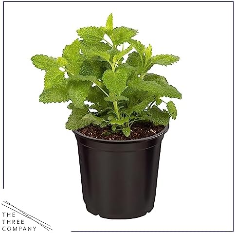 The Three Company Herb - Live Aromatic Herb, Lemon Balm (6 Pack) - Image 3