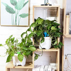 8 Set Plant Watering Devices with Self Spikes and Plastic Bottles, Clear - Image 6