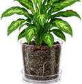 Phoenix Vine 10 Inch Clear Acrylic Planter Pot with Tray, Orchid Pot with Drainage Holes, Deep Saucer for Bottom Watering, Transparent Containers for Indoor Plants, Herbs, Set of 1, 91-A-H-1 by Phoenix+Vine