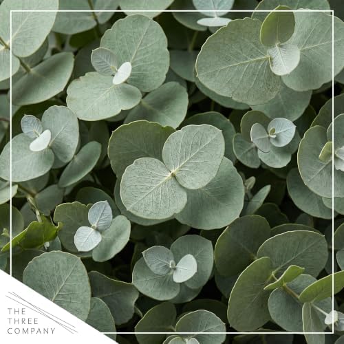 The Three Company Herb - Live Aromatic Herb, Eucalyptus (6 Pack) - Image 2