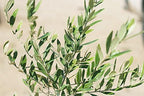 Perfect Plants Arbequina Olive Tree, 3-4 ft, Patio or Landscape - Image 4