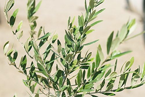 Perfect Plants Arbequina Olive Tree, 3-4 ft, Patio or Landscape - Image 4