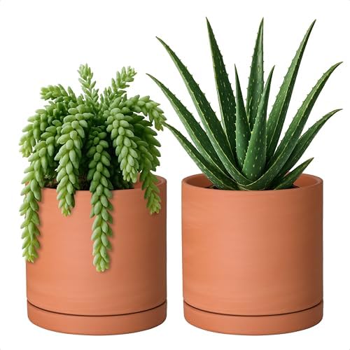 D'vine Dev 2-Pack Terracotta Plant Pots with Saucers, 6 Inch, 40-X-B-3 by DvineDevPlanterPotsandStand