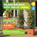 BioGreen 2 Pack Garden Tomato Planter MAXITOM, with Plant Support Trellis 59 inch and Self Watering, 4,2 Gal Planter Box for Climbing Vegetables Plants, Terracotta - Image 2