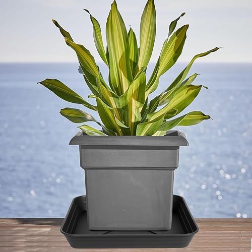 4 Pack Square Plant Saucer Tray 14 inch, Heavy Duty Plastic Plant Saucers for Indoors Outdoor, Flower Plant Drip Trays for Pots, Square Seed Starting Tray, Seedling Growing Trays - Image 6