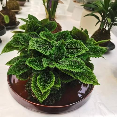 Ceramic Plant Saucer 12 Inch, Round Plant Trays for Indoors/Outdoors, Flower Pot Saucers for Holding Water Drips and Soil, Ceramic Drainage Tray for Plant Pot (Reactive Glaze Brown) - Image 4