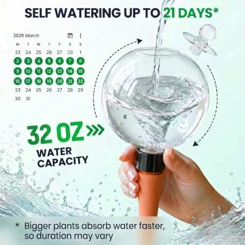 6 Pack 32 oz Extra Large Plant Self Watering Globes to 3 Weeks Watering - Image 2