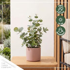 The Three Company Herb - Live Aromatic Herb, Eucalyptus (6 Pack) - Image 7