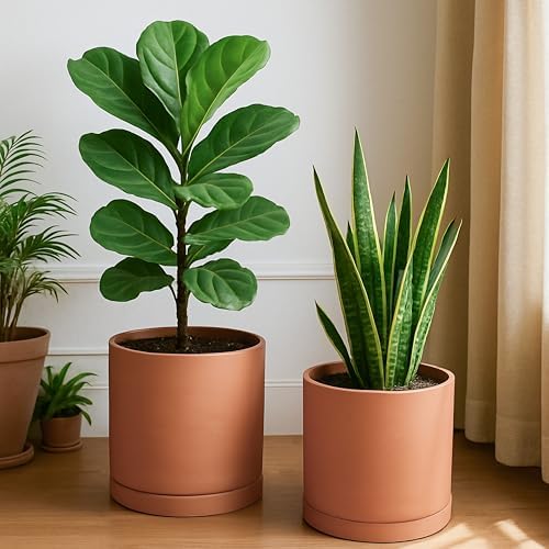 D'vine Dev 2-Pack Terracotta Plant Pots with Saucers, 10 Inch, 40-X-B-5 - Image 2