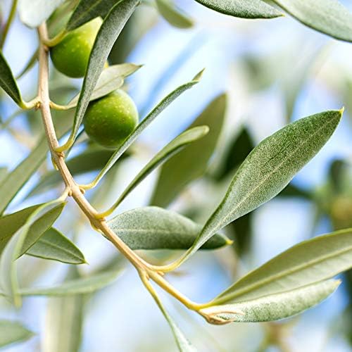 Perfect Plants Arbequina Olive Tree, 2-3 ft, Patio or Landscape - Image 4