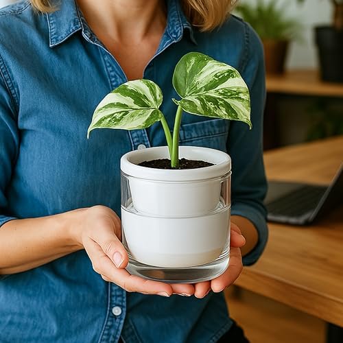 D'vine Dev Self-Watering White Terracotta Planter, 4 in, 3-Pack, 37-Z-A-2-T - Image 5