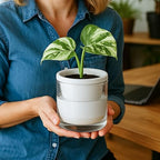 D'vine Dev Self-Watering White Terracotta Planter, 4 in, 3-Pack, 37-Z-A-2-T - Image 5