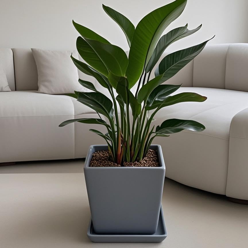 Square Ceramic Plant Saucer Tray 10 11 12 Inch Grey,12.4" OD x10.8 ID x1.4 Deep, Sturdy Heavy Duty Glazed Planter Drip Flower pots with Catch Basin for Indoor Outdoor Plants(12" Grey) - Image 5