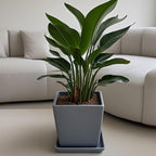 Square Ceramic Plant Saucer Tray 10 11 12 Inch Grey,12.4" OD x10.8 ID x1.4 Deep, Sturdy Heavy Duty Glazed Planter Drip Flower pots with Catch Basin for Indoor Outdoor Plants(12" Grey) - Image 5