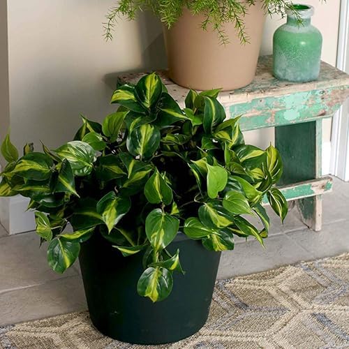The HC Companies Classic Round Plastic Plant Pot w/Rolled Rim - Lightweight & UV Resistant Flower Pot for Herbs & More - Outdoor & Indoor Plant Pots w/Drainage (14 inch Clay, Pack of 1) - Image 2