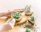 Mkono 3 Pack Fake Succulents in Geometric Glass Terrarium Gold Office Decor - Image 4
