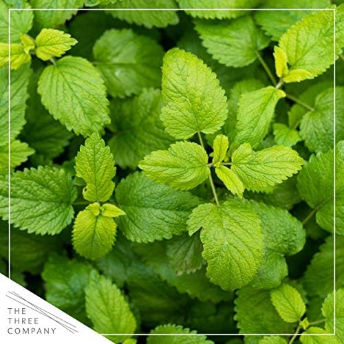 The Three Company Herb - Live Aromatic Herb, Lemon Balm (6 Pack) - Image 2