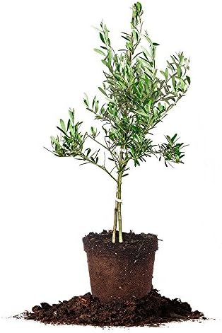 Perfect Plants Arbequina Olive Tree, 2-3 ft, Patio or Landscape by PerfectPlantsNursery