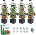 MQFORU Tomato Planter Boxes with Trellis Outdoor, 57" Self Watering Raised Garden Bed, Tall Square Planters for Indoor Plants, Large Tomato Cage for Patio, Use for Indoor Outdoor (4) by MQFORU