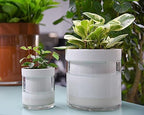 Phoenix Vine 6 Inch 4 Inch Self Watering Planter, White Terracotta Clay Pots with Glass Reservoir for Indoor Plants, Herbs, Flowers, 52-B-G-46 - Image 2