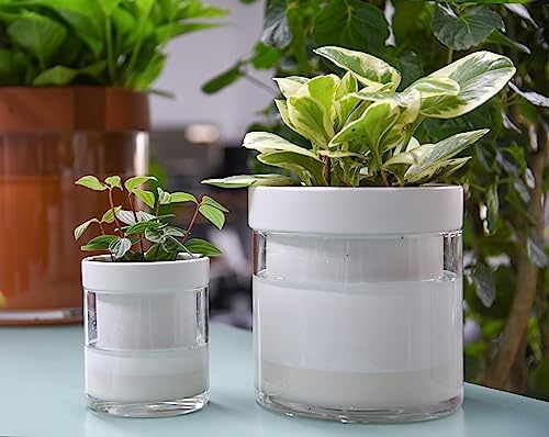 Phoenix Vine 6 Inch 4 Inch Self Watering Planter, White Terracotta Clay Pots with Glass Reservoir for Indoor Plants, Herbs, Flowers, 52-B-G-46 - Image 2