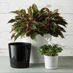 Novelty Root & Vessel Majestic Full Depth Round Cylinder Pot, Glossy Black, 14-Inch (10148) - Image 6