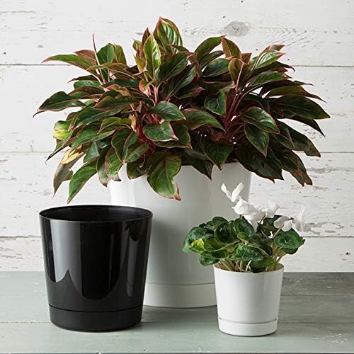 Root & Vessel Majestic Full Depth Cylinder Pot, Glossy White, 14-Inch (10142) - Image 7