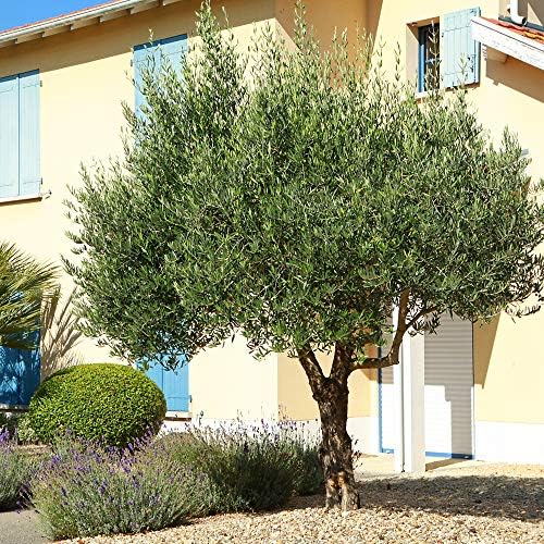 Perfect Plants Arbequina Olive Tree, 2-3 ft, Patio or Landscape - Image 6