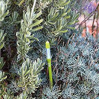 IPPINKA Sustee Aquameter, Set of 4, Plant Soil Moisture Sensor, (Green, Large) - Image 4