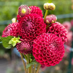 Votaniki Cornel Dahlia Bulbs - Perennial Decorative Ball Dahlia - Large Blooms, Beautiful and Versatile Dahlia Flower Bulbs for Planting - Stunning Garden Display (3 Pack) - Image 3