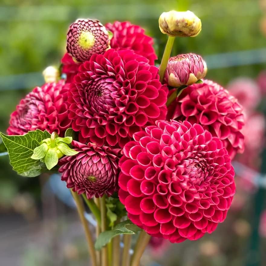 Votaniki Cornel Dahlia Bulbs - Perennial Decorative Ball Dahlia - Large Blooms, Beautiful and Versatile Dahlia Flower Bulbs for Planting - Stunning Garden Display (2 Pack) - Image 3
