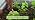 RAINPOINT 100FT Drip Irrigation System with 30pcs Adjustable Copper Nozzles - Image 7
