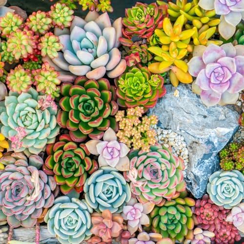 Mountain Crest Gardens Ultimate Succulent Variety Pack - 50 Unique Live Plants, Many Types, Rooted in 2 inch Pots - Indoor/Outdoor Real Succulents for Garden Decor, Favors, DIY Arrangements - Image 6