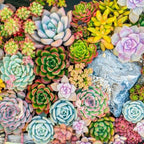 Mountain Crest Gardens Ultimate Succulent Variety Pack - 50 Unique Live Plants, Many Types, Rooted in 2 inch Pots - Indoor/Outdoor Real Succulents for Garden Decor, Favors, DIY Arrangements - Image 6