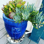 Drain Away Grey 15.5 Inch Plant Saucer Heavy Duty Drain Tray for Large Pots Indoor Outdoor Waterproof UV Resistant | Protect Floors Decks | 12in 15in 22in | White Gray Terra Cotta Black - Image 2