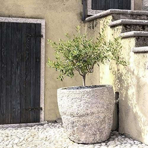 Perfect Plants Arbequina Olive Tree, 2-3 ft, Patio or Landscape - Image 7