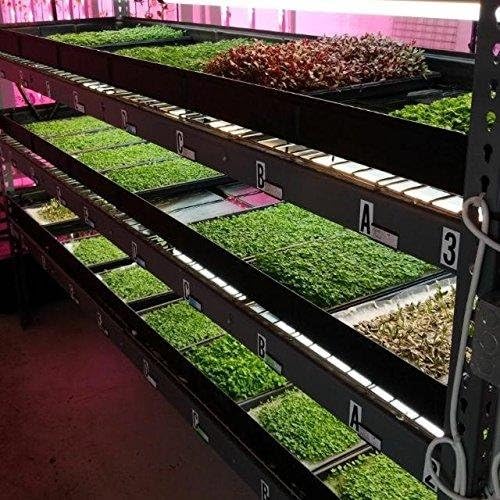 Bootstrap Farmer Shallow 1020 Trays Extra Strength No Hole White 10 Pack - Image 4