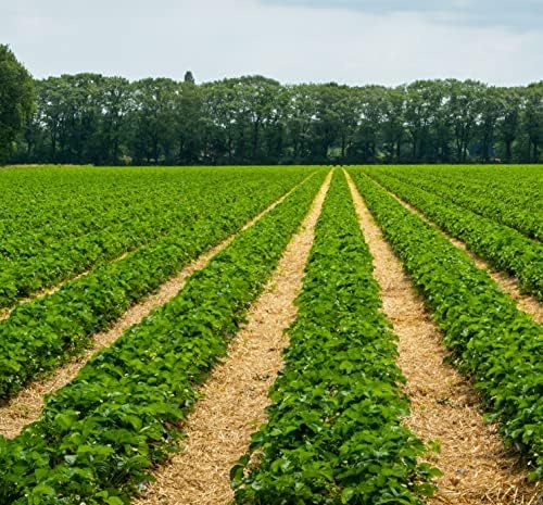 Dripworks Drip Tape Irrigation Kit for Watering Row Crops in Farms - Waters Upto 10 20' Rows | Agricultural Grade Components | Trusted Brand Since 1991 - Image 3