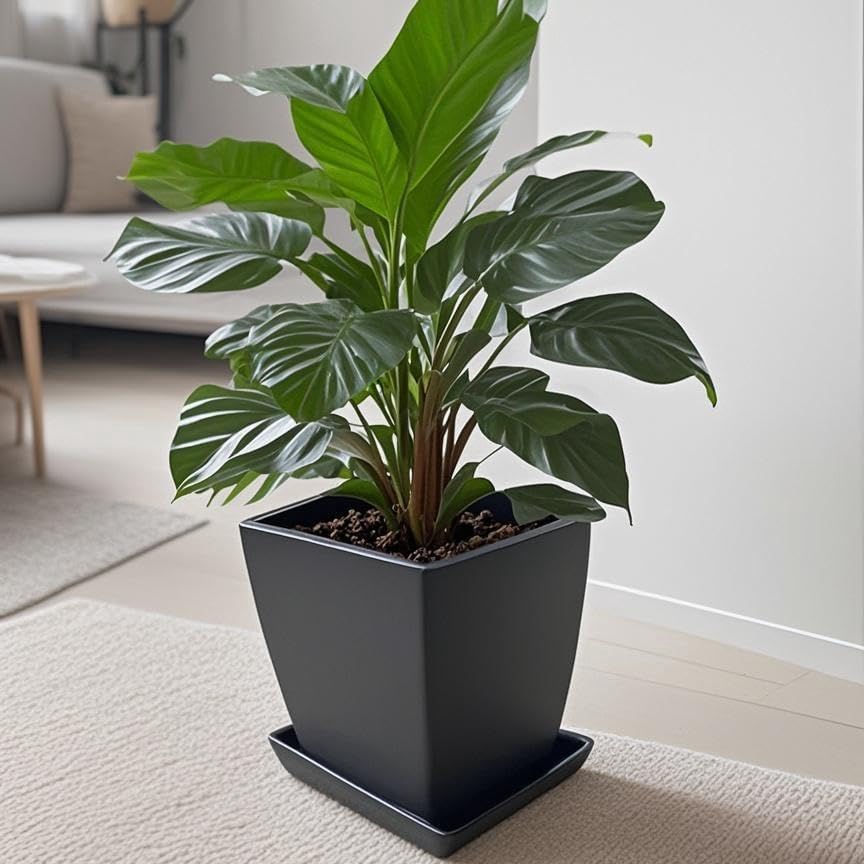 Square Ceramic Plant Saucer Tray 10 11 12 Inch Black,12.4" OD x10.8 ID x1.4 Deep, Sturdy Heavy Duty Glazed Planter Drip Flower pots with Catch Basin for Indoor Outdoor Plants(12" Black) - Image 5