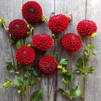 Votaniki Cornel Dahlia Bulbs - Perennial Decorative Ball Dahlia - Large Blooms, Beautiful and Versatile Dahlia Flower Bulbs for Planting - Stunning Garden Display (3 Pack) - Image 4