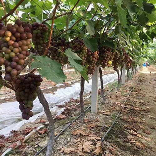 1pcs 16mm Drip Irrigation Hose, for Fruit Tee Greenhouse Irrigation Pipe Drip Tape Micro Irrigation System Drip Irrigation Hose 5m~100m (Color : Space 100mm, Size : 50meters (164ft)) - Image 4
