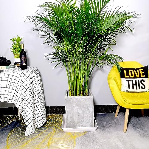 LWALRS 4 Pack Square Plant Saucer 18 Inch, Durable Plastic Plant Saucer, Heavy Duty Plant Pot Saucers, Planters for Indoors and Outdoors Plants，Large Deep Plant Trays for Pots, - Image 4