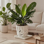 Square Ceramic Plant Saucer Tray 10 11 12 Inch White,12.4" OD x10.8 ID x1.4 Deep| Sturdy Heavy Duty Glazed Planter Drip Flower pots with Catch Basin for Indoor Outdoor Plants(12" White) - Image 4