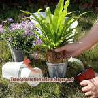 10.6" Clear Plant Nursery Pots with Drainage Plastic Orchid Pots 10 Pack - Image 4