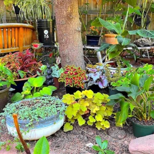 Backyard Irrigation Kit, Gravity Drip System for Container Gardening - Image 6
