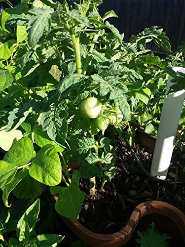 LARGE Vertical Gardening Stackable Planters by Mr. Stacky - Grow More Using Limited Space And Minimum Effort - Plant. Stack. Enjoy. - Build Your Own Backyard Vertical Garden - DIY Stacking Container System - For Growing Strawberry, Tomato, Pepper, Cucu... - Image 6